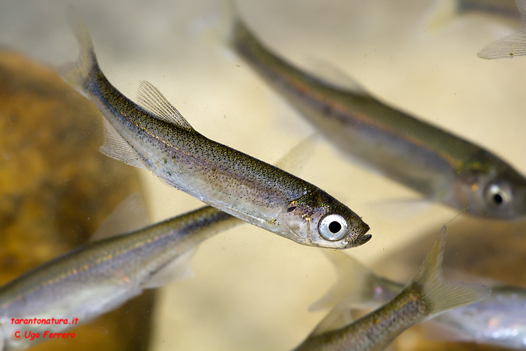 Pesci da identificare, grazie ! (Alburnus arborella)